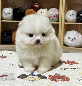 POMERANIAN PUPPIES A167 🌻 Sort of shine Boy~Girl