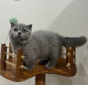Munchkin Scottish