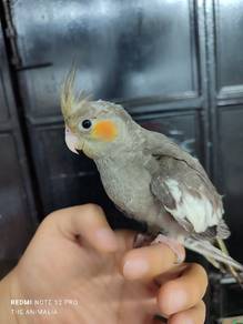 cockatiel