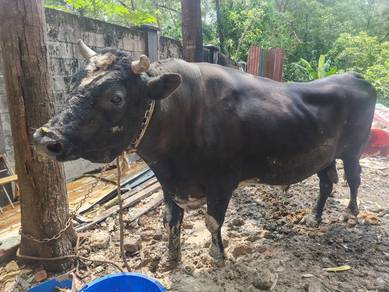 Lembu Jantan Untuk Dijual