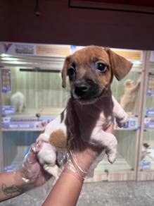 Jack Russel puppy for Sale