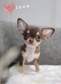 CHIHUAHUA PUPPIES 341 🌷Head Apple Cute Dog