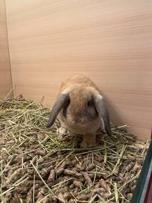 Holland Lop for Sale