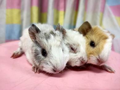 Guinea pig
