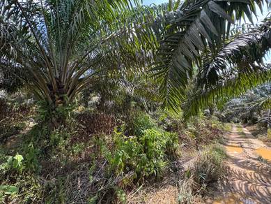 Agricultural Land in Kota Tinggi, JHR