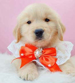 GOLDEN Retriever
