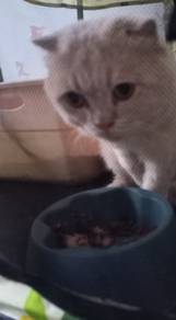 Scottish Fold Male
