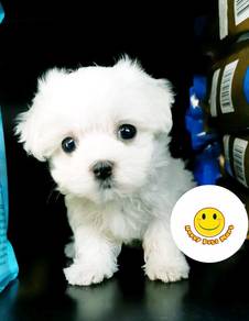JKL1122 Tiny Maltese white haired puppy dog