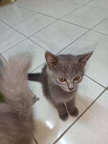 Kitten BSH mix