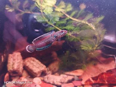 channa andrao 6-7cm