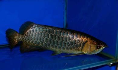 Power blue crossback 15 inch-wholesale