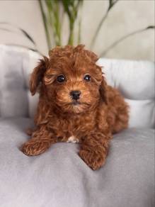 toy poodle 