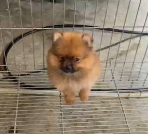 Pomeranian