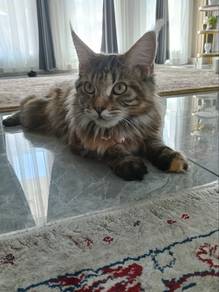 kucing 9 bulan