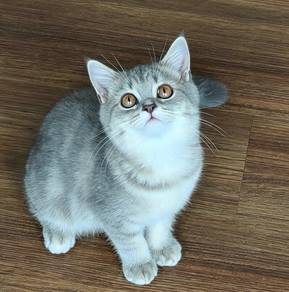 BSH kitten British shorthair British short hair
