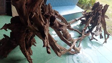 Driftwood MEGA SETUP untuk aquascape tank 8kaki