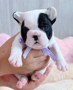 FRENCH BULLDOG PUPPIES VIP20🌻Cute Puppy Boy~Girl