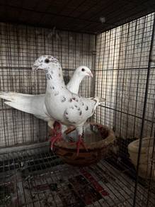 Burung Merpati German Beauty