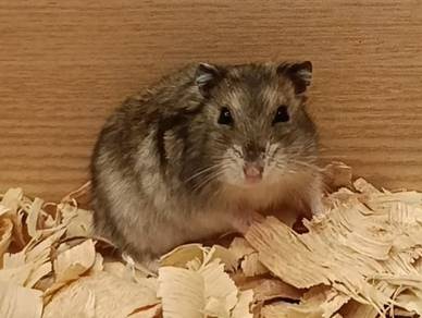 Hamster Winter White