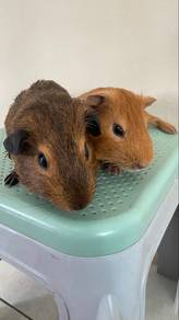 Guinea Pig ❗️read description ❗️