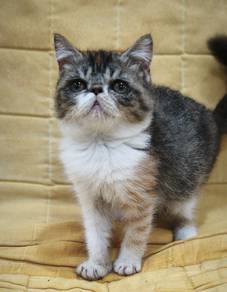 exotic short hair female