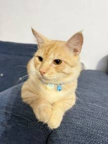 mating maincoon mix munchkin 
