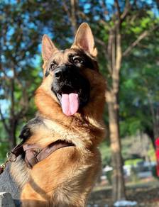 German shepherd