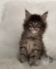 Maine Coon