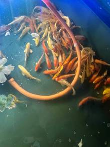 Koi Fish Ikan Hiasan 4inc