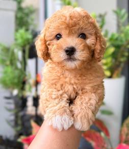 Maltipoo 