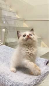 Ragdoll Female Kitten