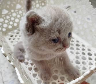 british short hair lilac male kitten