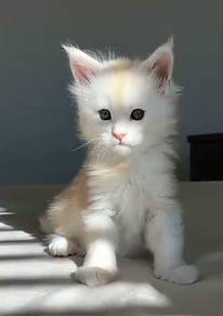 mainecoon 