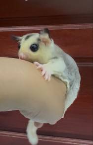 sugar glider fmale