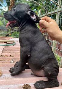 TRR4000 Cane Corso #MKA reg. puppies