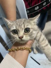 kucing bsh