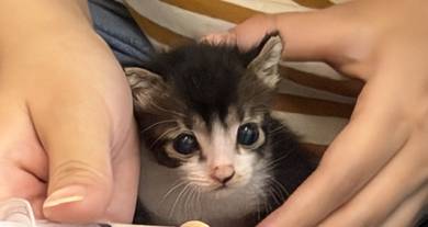 FREE,cute little kitten,Ipoh Perak Ampang. 