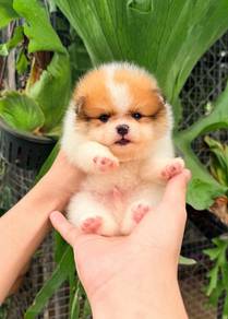 Pomeranian