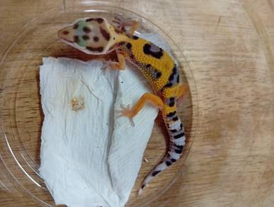 Leopard Gecko 