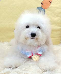 Poodle