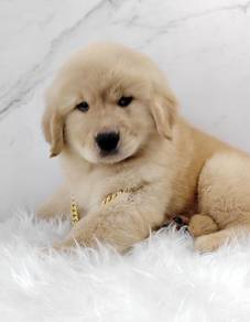Golden Retriever