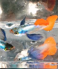 dumbo red tail / platinum dumbo / big ear / guppy