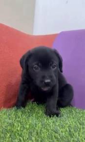 Labrador black MKA certificate