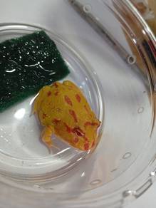 Pacman Frog