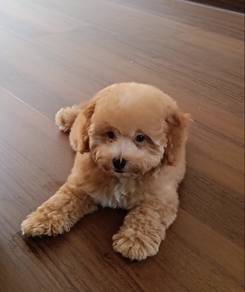 Adorable Maltipoo Puppy for Sale