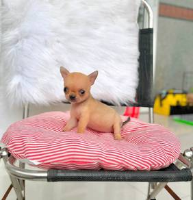 Teacup Short hair chiwawa -Girl 