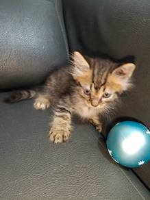 Mix Kitten 
