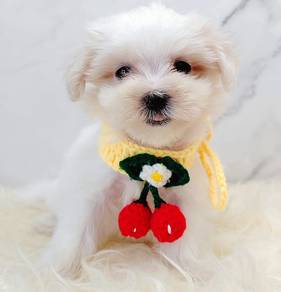 Maltese