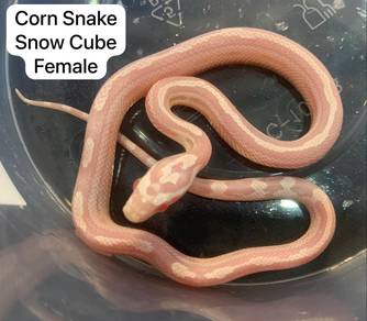 Corn Snake Snow Cube Untuk Dijual !!