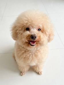 male toy poodle